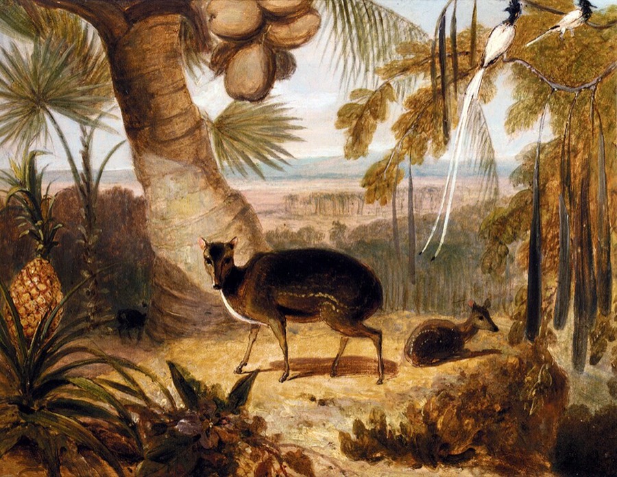 Ảnh minh hoạ Xạ Hương (Moschus moschiferus) 3