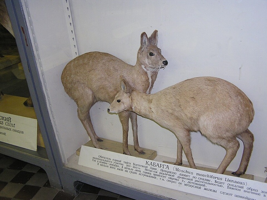 Ảnh minh hoạ Xạ Hương (Moschus moschiferus) 4