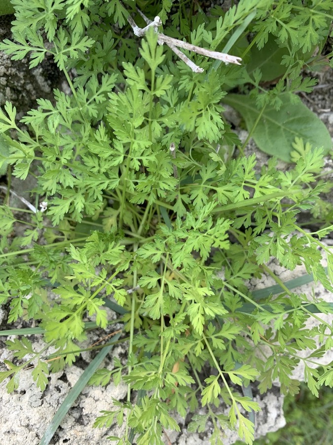 Ảnh minh hoạ Xà Sàng (Cnidium monnieri) 4