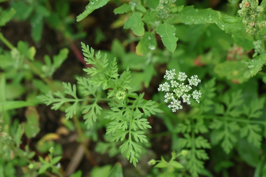 Ảnh minh hoạ Xà Sàng (Cnidium monnieri) 5
