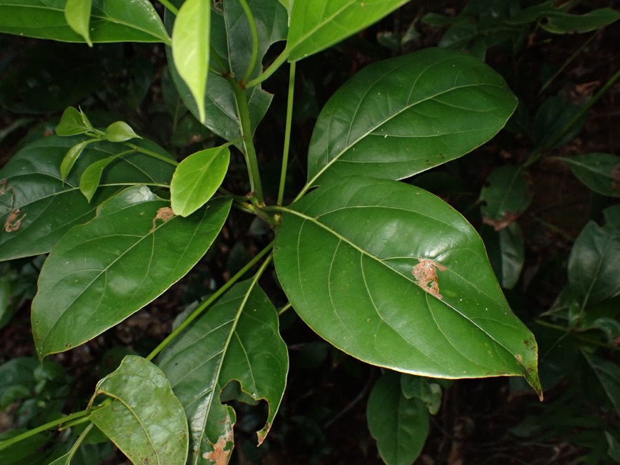 Ảnh minh hoạ Xá Xị (Cinnamomum parthenoxylon) 4