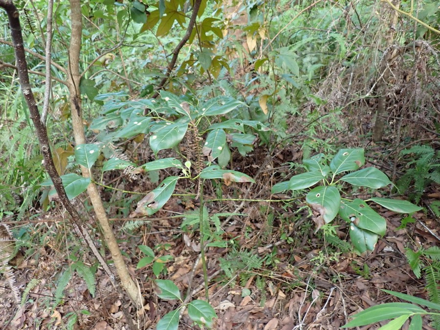 Ảnh minh hoạ Xá Xị (Cinnamomum parthenoxylon) 5