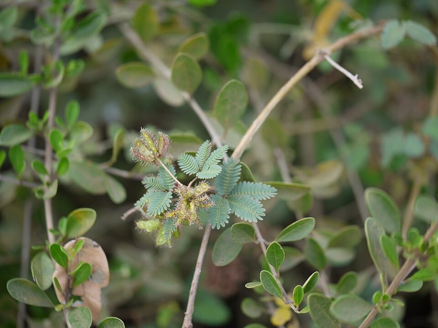 Ảnh minh hoạ Xấu Hổ (Mimosa pudica) 4