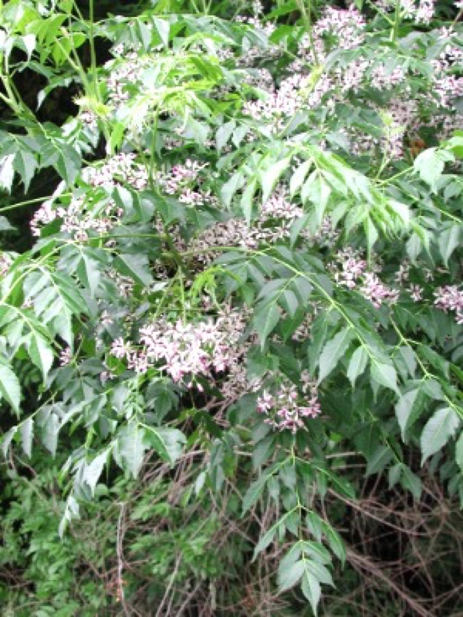 Ảnh minh hoạ Xoan (Melia azedarach) 1