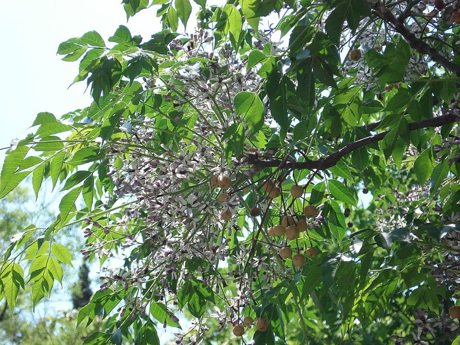 Ảnh minh hoạ Xoan (Melia azedarach) 2