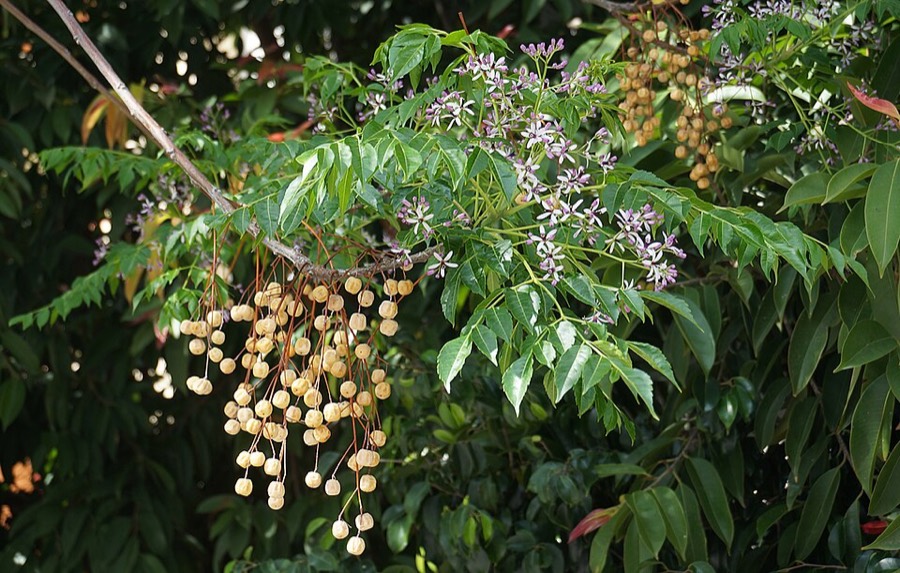 Ảnh minh hoạ Xoan (Melia azedarach) 4