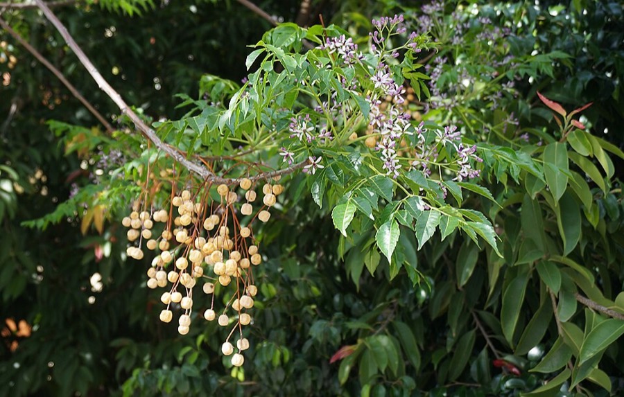 Ảnh minh hoạ Xoan (Melia azedarach) 5