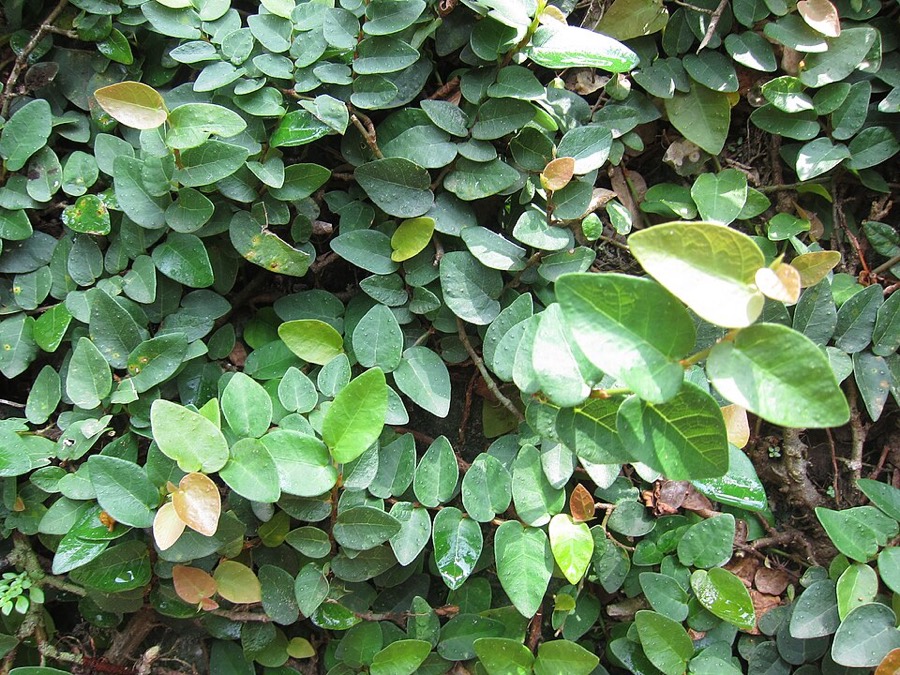 Ảnh minh hoạ Xộp (Ficus pumila) 4