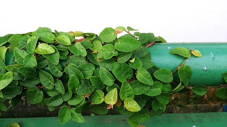 Ảnh minh hoạ Xộp (Ficus pumila) 5