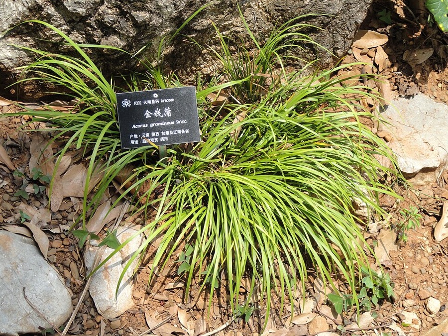 Ảnh minh hoạ Xương Bồ (Acorus gramineus) 1
