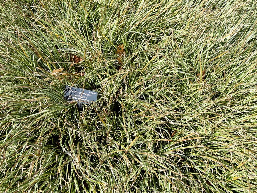 Ảnh minh hoạ Xương Bồ (Acorus gramineus) 2