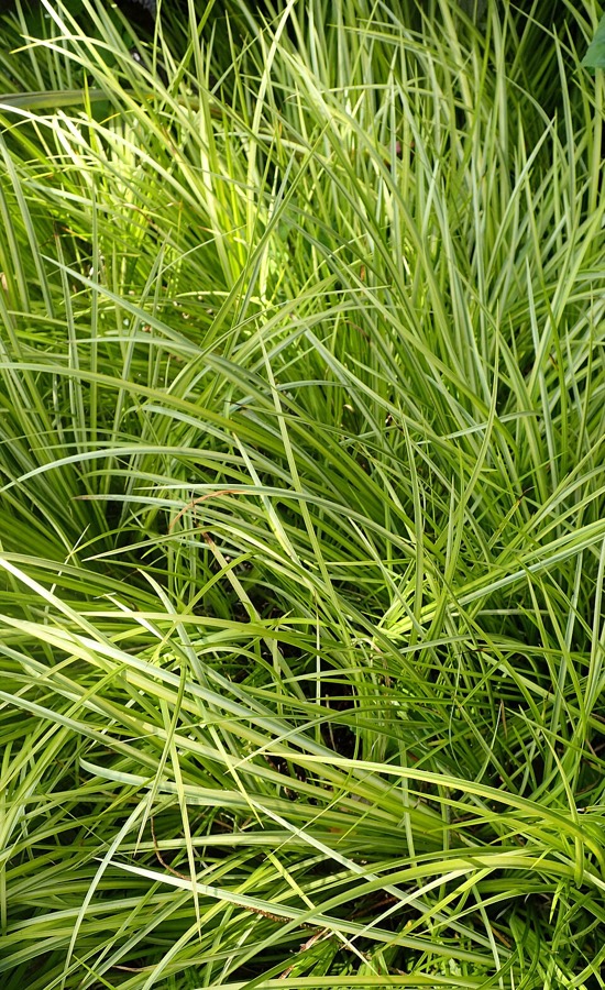 Ảnh minh hoạ Xương Bồ (Acorus gramineus) 4