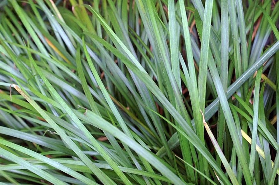 Ảnh minh hoạ Xương Bồ (Acorus gramineus) 5