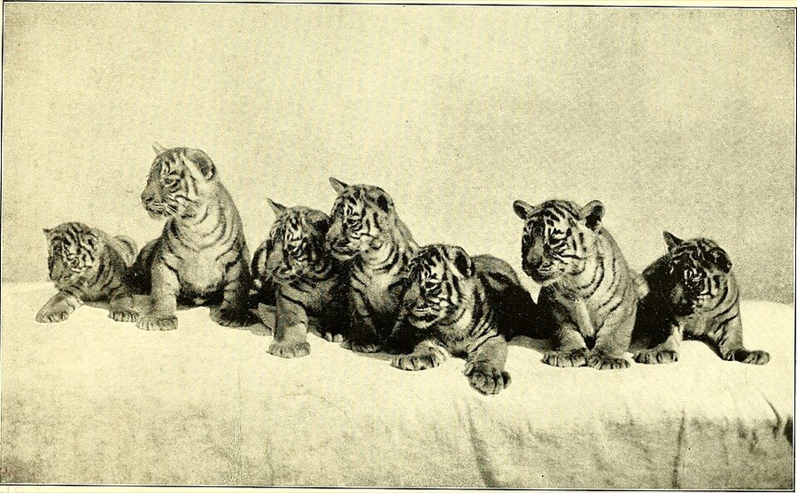 Ảnh minh hoạ Xương Hổ (Panthera tigris) 1