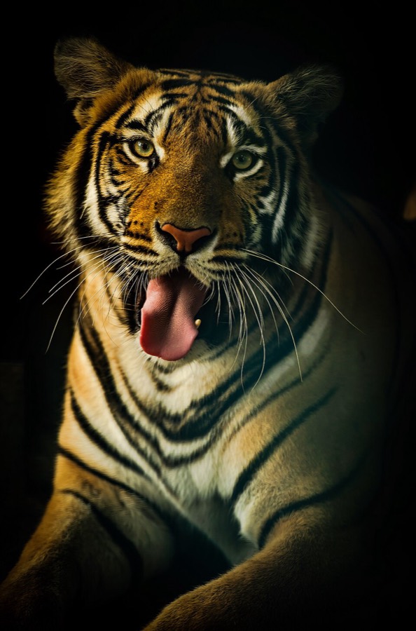 Ảnh minh hoạ Xương Hổ (Panthera tigris) 4