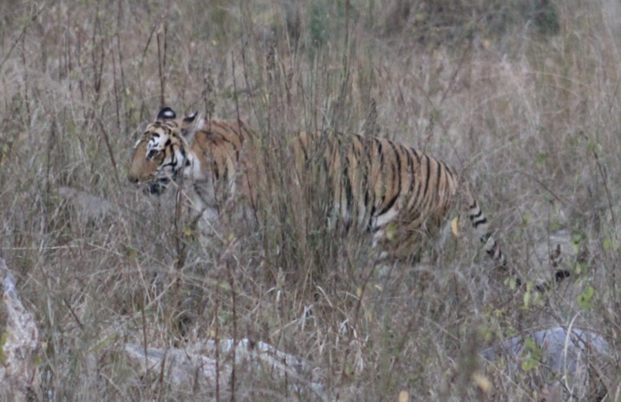 Ảnh minh hoạ Xương Hổ (Panthera tigris) 5