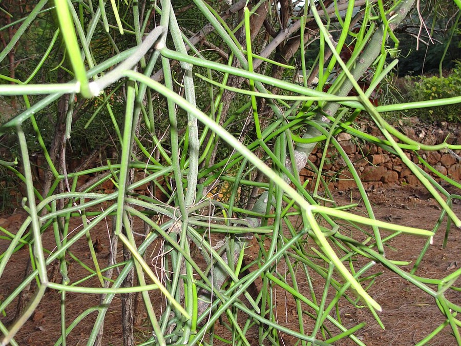 Ảnh minh hoạ Xương Khô (Euphorbia tirucalli) 4