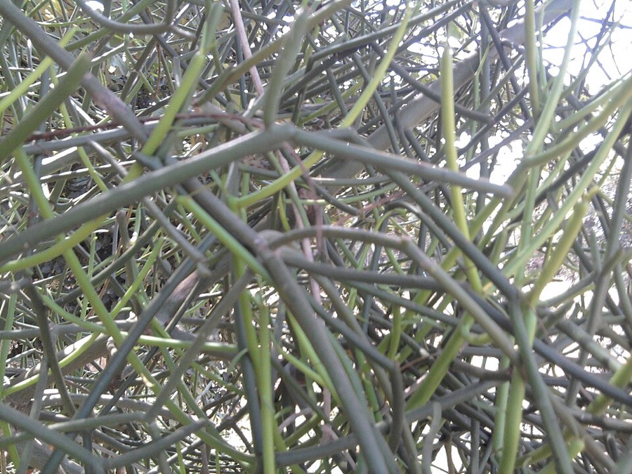 Ảnh minh hoạ Xương Khô (Euphorbia tirucalli) 5