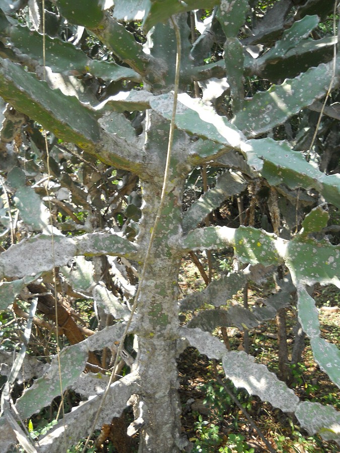 Ảnh minh hoạ Xương Rồng (Euphorbia antiquorum) 5