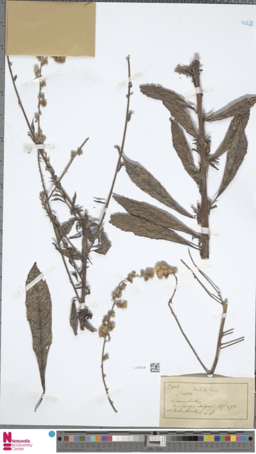 Ảnh minh hoạ Xương Sông (Blumea myriocephala) 4