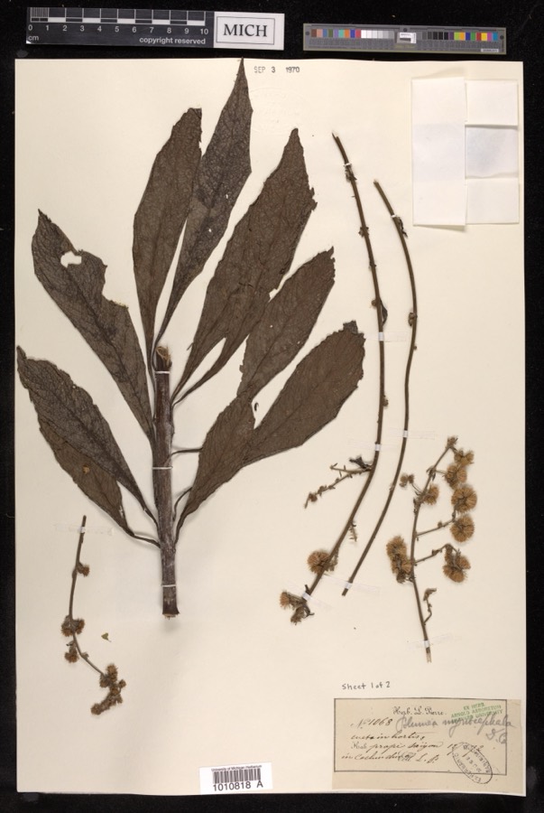 Ảnh minh hoạ Xương Sông (Blumea myriocephala) 5