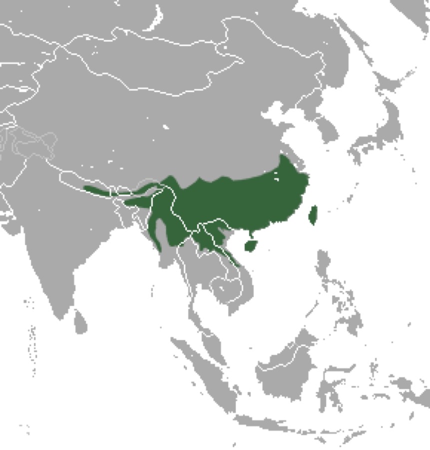 Ảnh minh hoạ Xuyên Sơn Giáp (Manis pentadactyla) 4