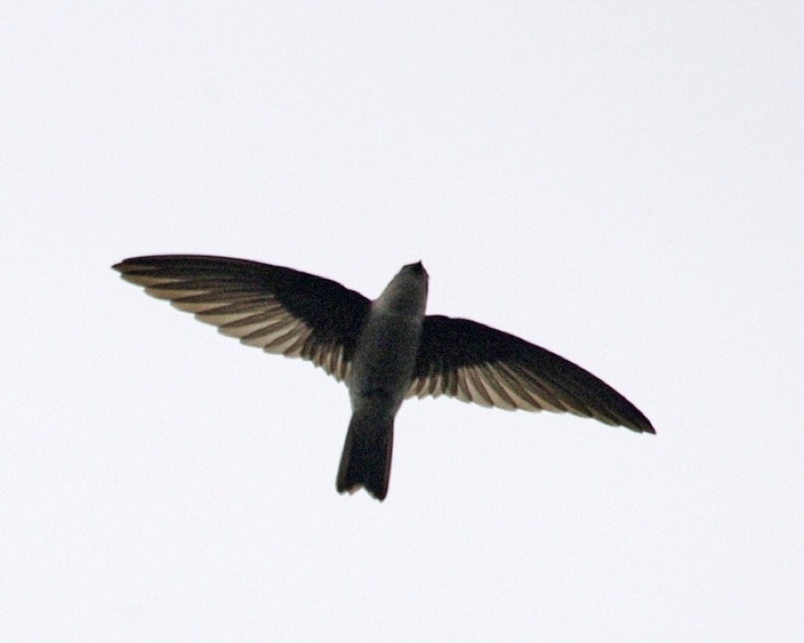 Ảnh minh hoạ Yến Sào (Aerodramus fuciphagus) 1