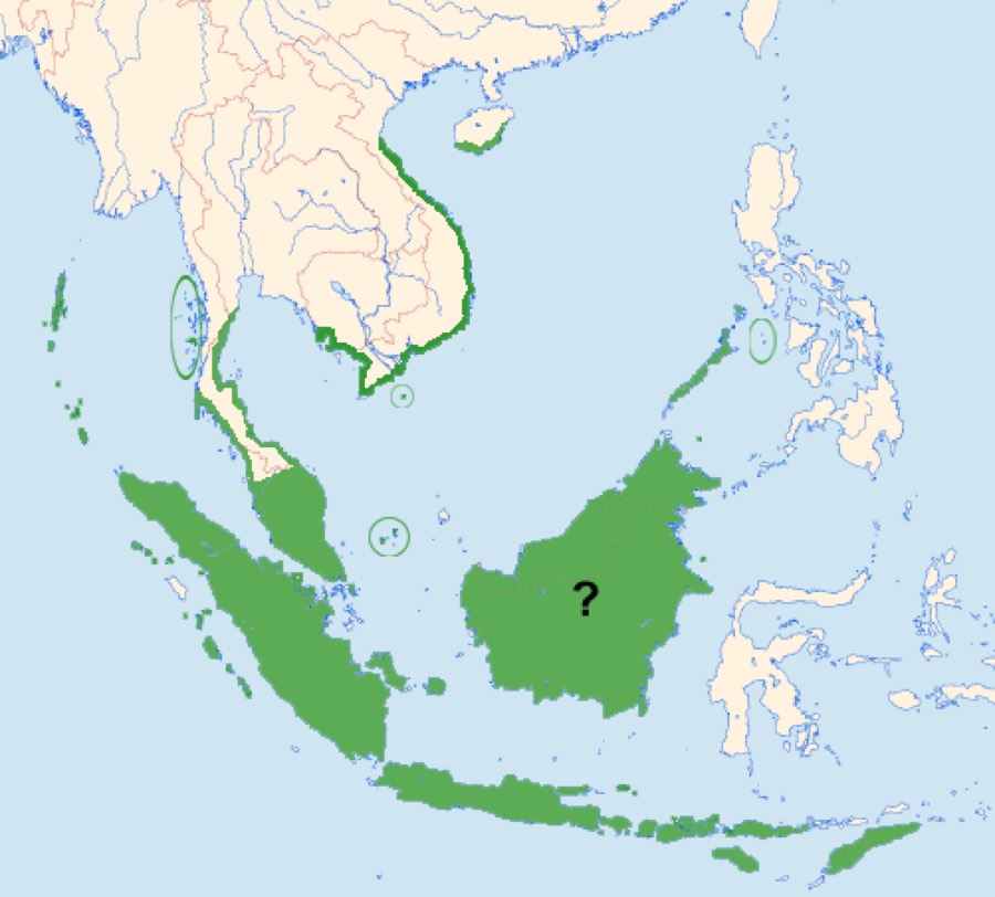 Ảnh minh hoạ Yến Sào (Aerodramus fuciphagus) 2