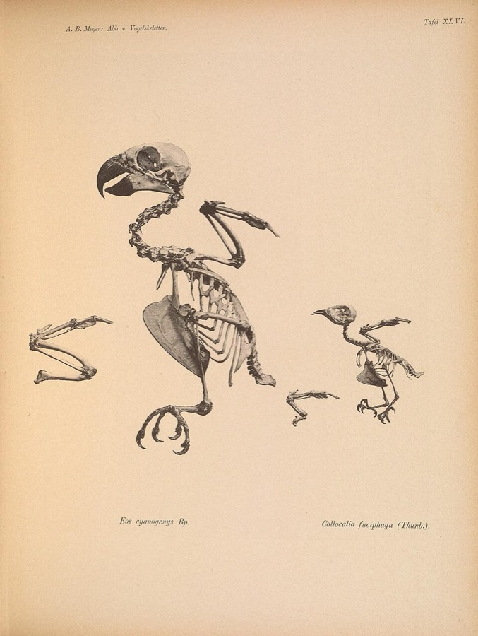 Ảnh minh hoạ Yến Sào (Aerodramus fuciphagus) 3