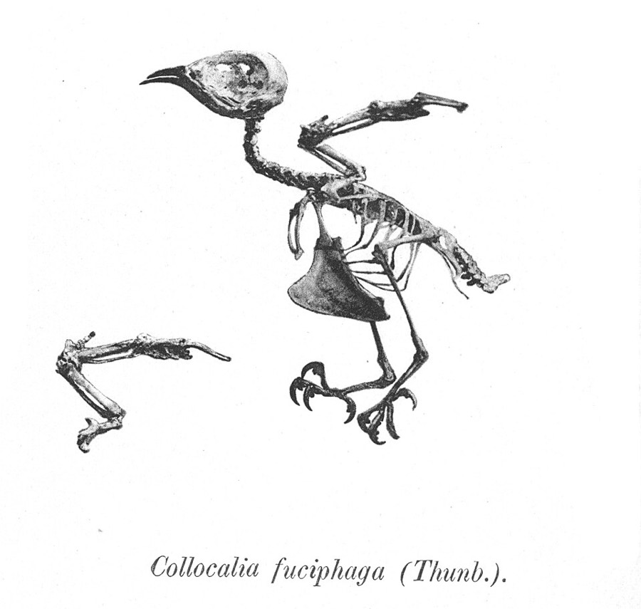 Ảnh minh hoạ Yến Sào (Aerodramus fuciphagus) 4